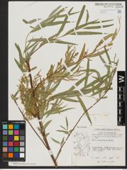 Foto von Salix acmophylla Boiss.